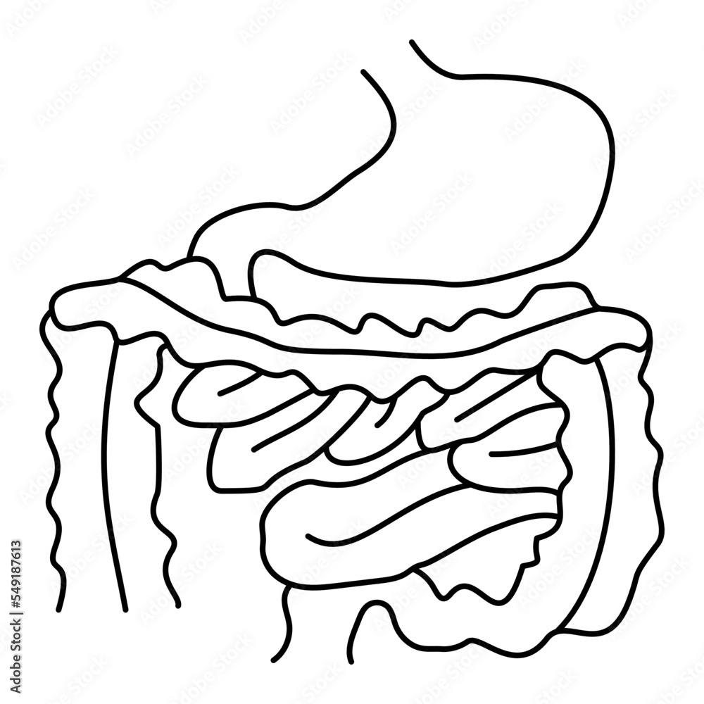 Digestive system with stomach and intestines. Modern minimal black thin line vector icon isolated on transparent background. Line thickness editable Digestive system with stomach and intestines. Modern minimal black thin line vector icon isolated on transparent background. Line thickness editable