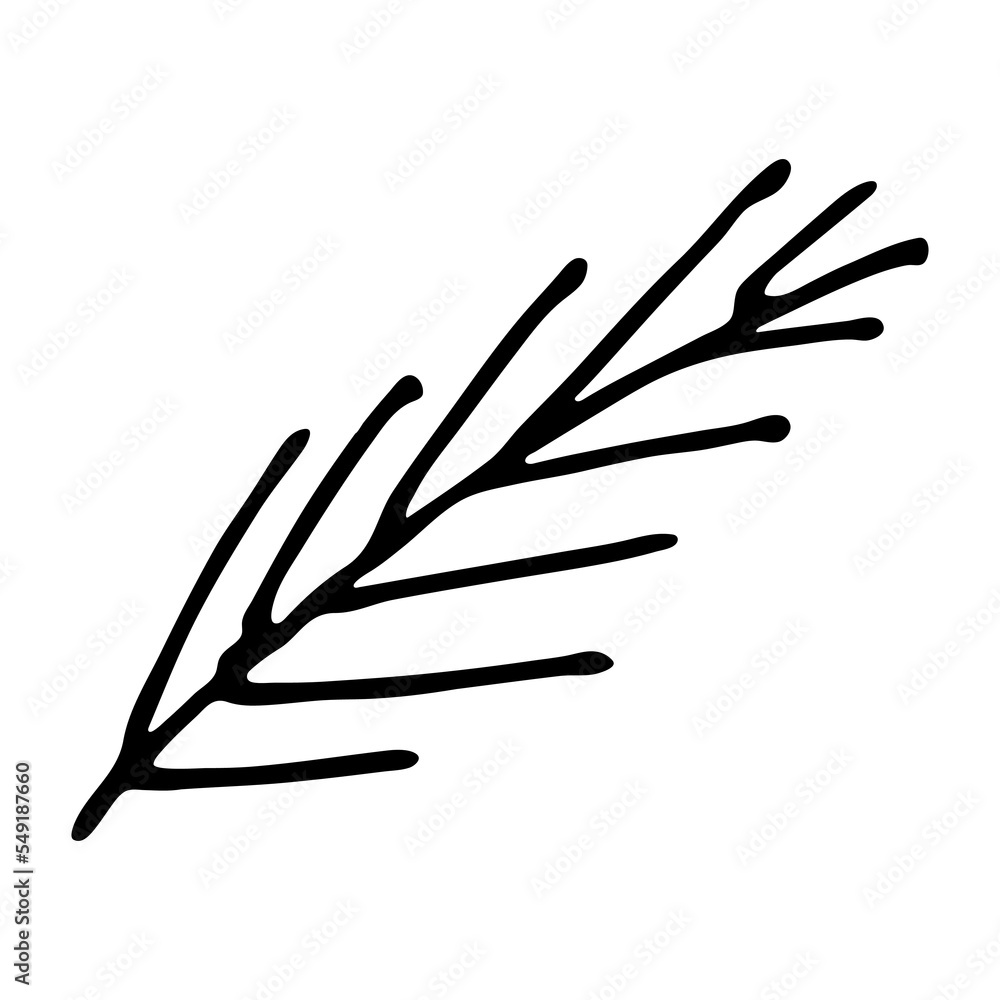Hand drawn spruce branch clipart. Twig of coniferous tree doodle. Christmas and winter design element Hand drawn spruce branch clipart. Twig of coniferous tree doodle. Christmas and winter design element