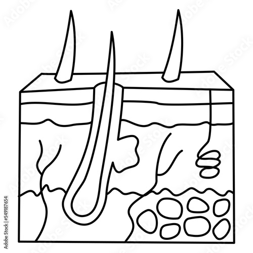 Human skin cut in isometric style. Modern minimal black thin line vector icon isolated on transparent background. Line thickness editable