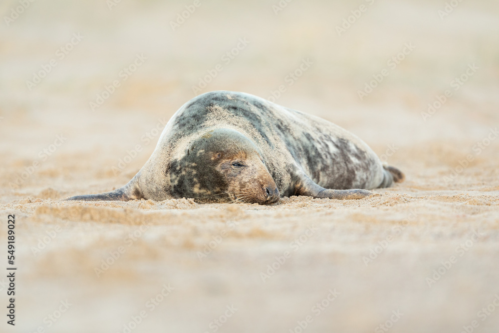 Fototapeta premium Grey seal lying on a sandy beach. 