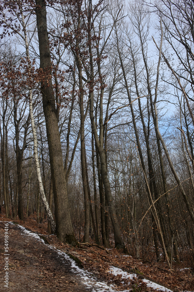 Forest and forest trail in winter - Bois saint Martin - Versailles - Yvelines - Ile-de-France - France Forest and forest trail in winter - Bois saint Martin - Versailles - Yvelines - Ile-de-France - France