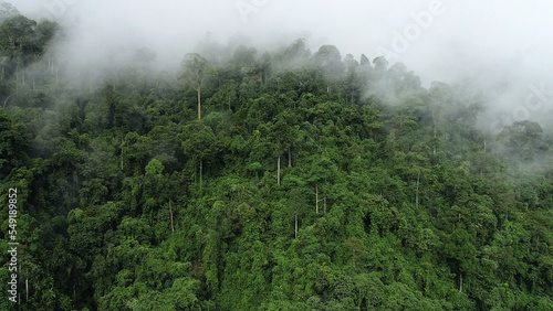 fog in the forest