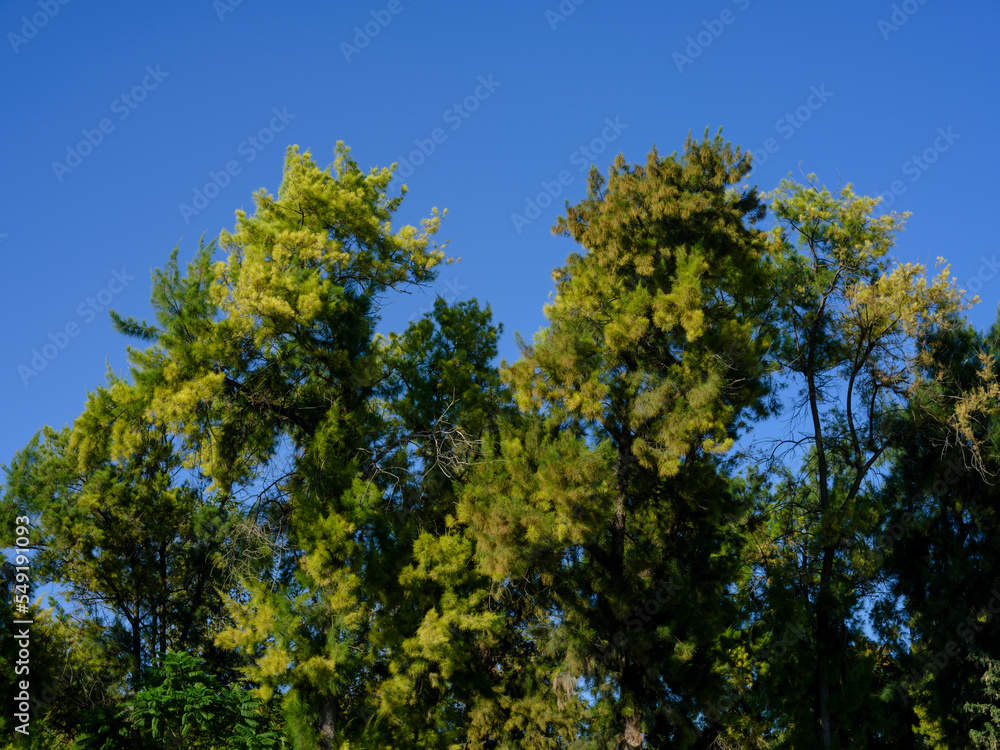 beautiful green tree and blue sky