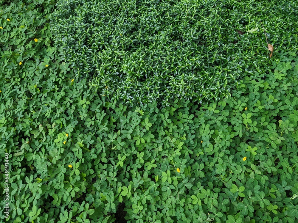 Close up photo of texture of green leaf on the Close up photo of texture of green leaf on the