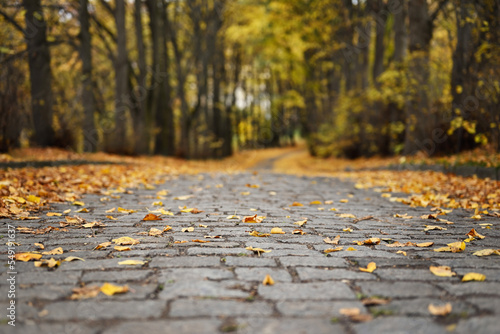 Autumn background. Walkway with paving stones in the city park. Cloudy weather  fallen leaves.