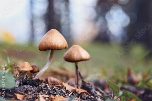 Autumn background. Large and small mushrooms (family of mushrooms) in the autumn forest. Place for text.
