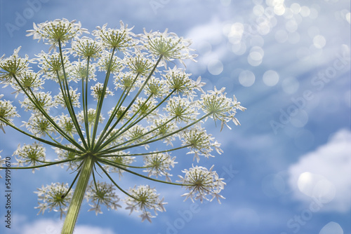 Natural plant background. Cow parsnip  Heracleum lanatum  against a blue sky with clouds  view from below. Sun rays and bokeh overlay  copy space.