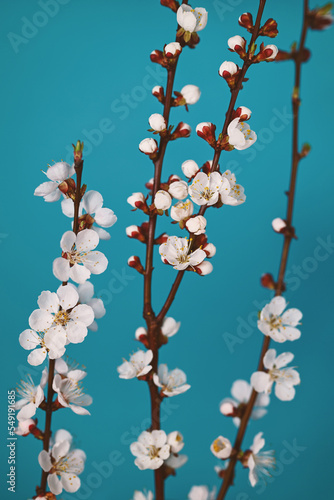 Floral spring background. Flowering branches of apricot on a blue background.
