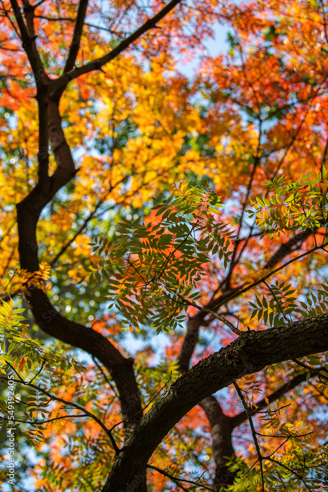 Collection of Beautiful Colorful Autumn Leaves, green, yellow, orange, red. Autumn yellow leaves background in sunny day. Brown tileable texture of the old tree. Selective focus on the tree branch