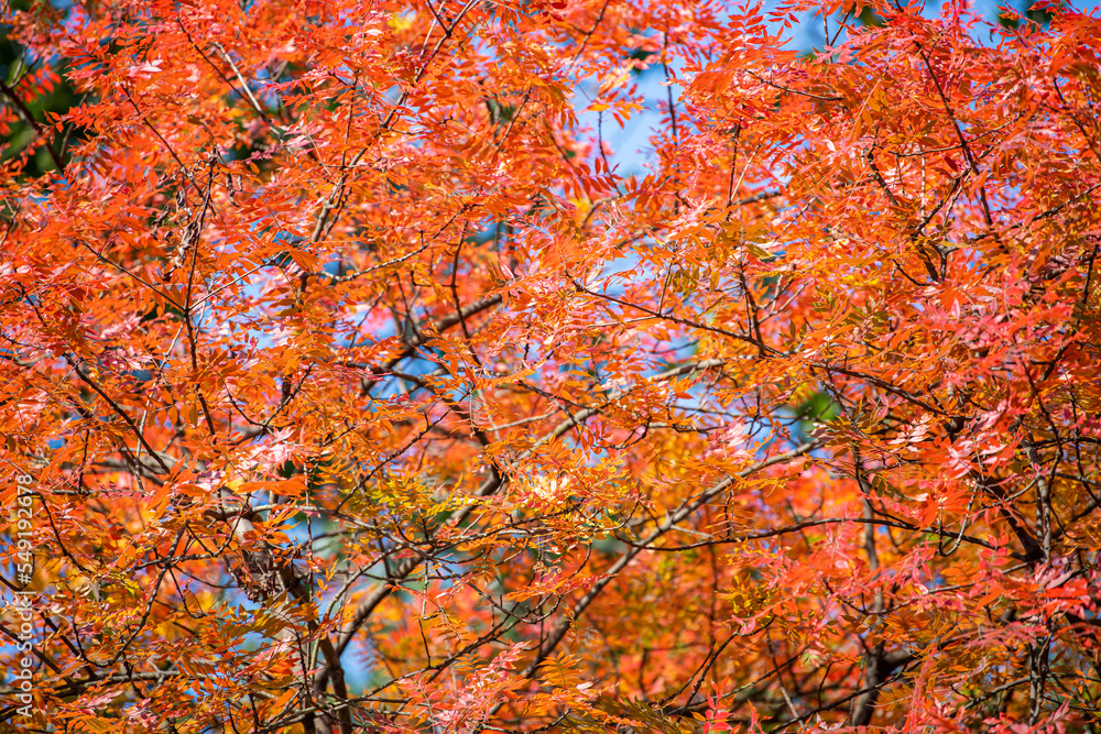 Golden and red autumn leaves on a tree branch on a sunny day. Autumnal landscape with space for text. Fall season concept. Selective focus. Golden and red autumn leaves on a tree branch on a sunny day. Autumnal landscape with space for text. Fall season concept. Selective focus.