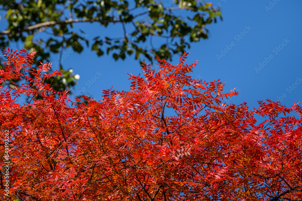Texture of red autumn and green leaves against the blue sky
