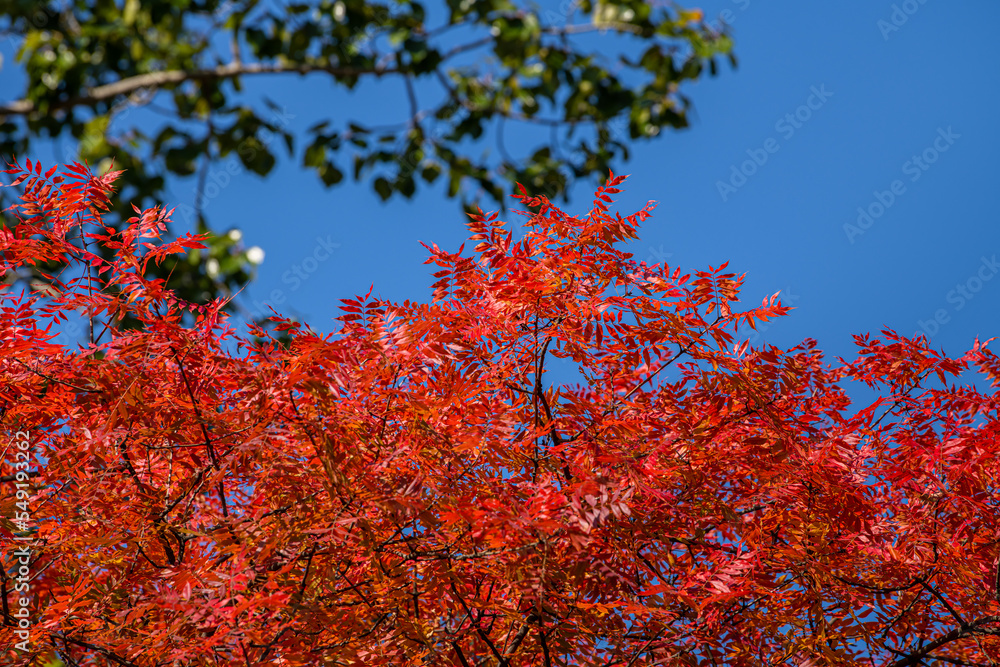 Texture of red autumn and green leaves against the blue sky Texture of red autumn and green leaves against the blue sky