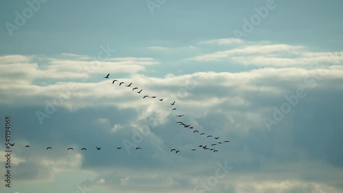 a flock or school of migratory birds flies under a clear sunset sky, over the sea along the coast. Slow motion.