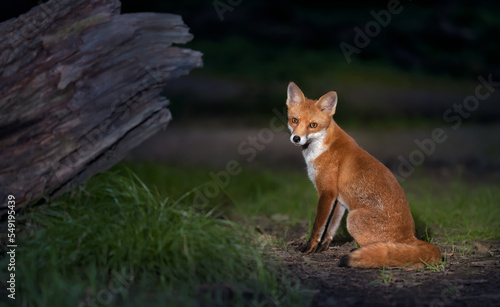 Close up of a Red fox in a forest © giedriius
