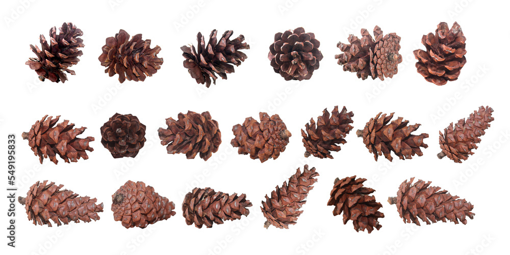 Pine cones set isolated 