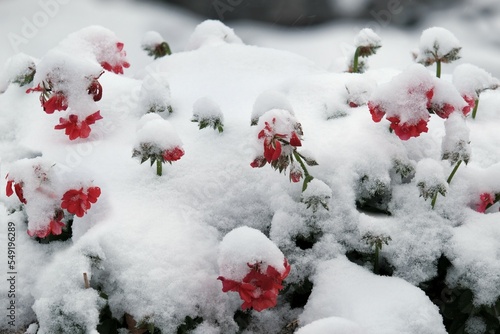 Litte red flowers of geranium (Pelargonium, hortorum) under snow in garden. Winter attack in autumn.