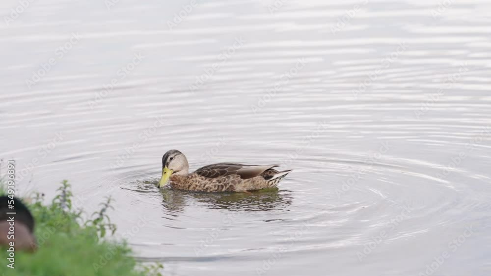 Slow motion duck eating grass on the shore of the lake Slow motion duck eating grass on the shore of the lake