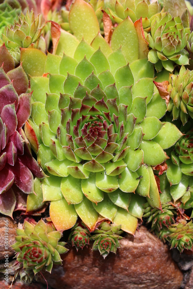 Fototapeta premium rojnik Ginger Nut Sempervivum