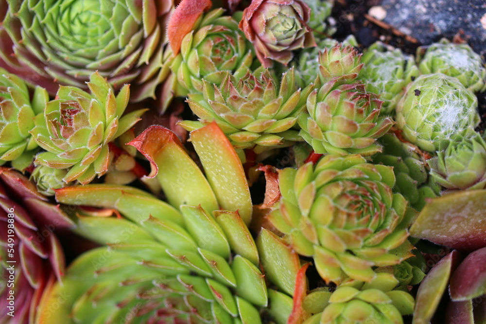 rojnik Ginger Nut Sempervivum rojnik Ginger Nut Sempervivum