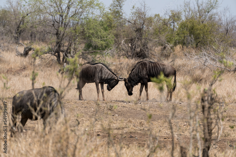 Gnus beim Kampf im Kruger Nationalpark in Südafrika. Gnus beim Kampf im Kruger Nationalpark in Südafrika.