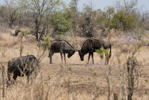 Gnus beim Kampf im Kruger Nationalpark in Südafrika.