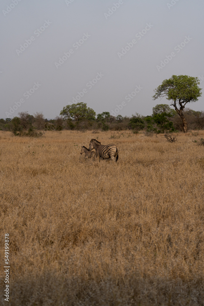 Zebrafamilie in Afrika. Zebrafamilie in Afrika.