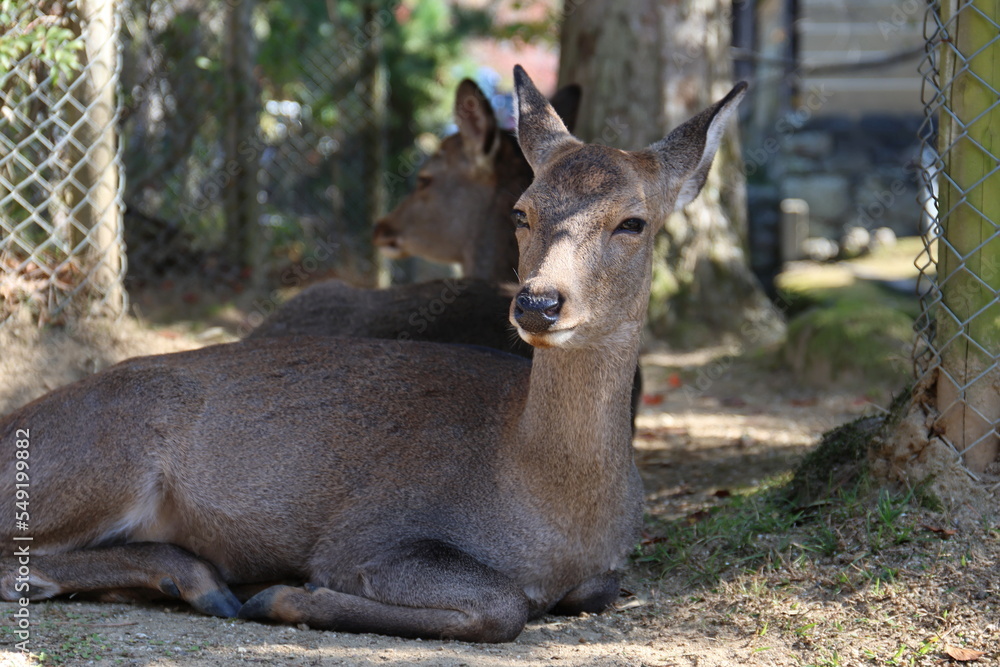 奈良公園で寛ぐ鹿 奈良公園で寛ぐ鹿