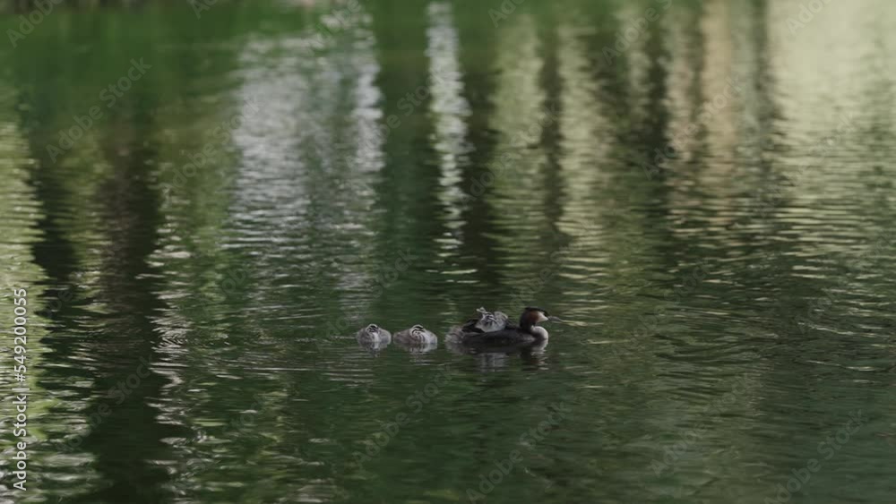 Slow motion Great Crested Grebe with chicks in a middle of a lake or pond Slow motion Great Crested Grebe with chicks in a middle of a lake or pond
