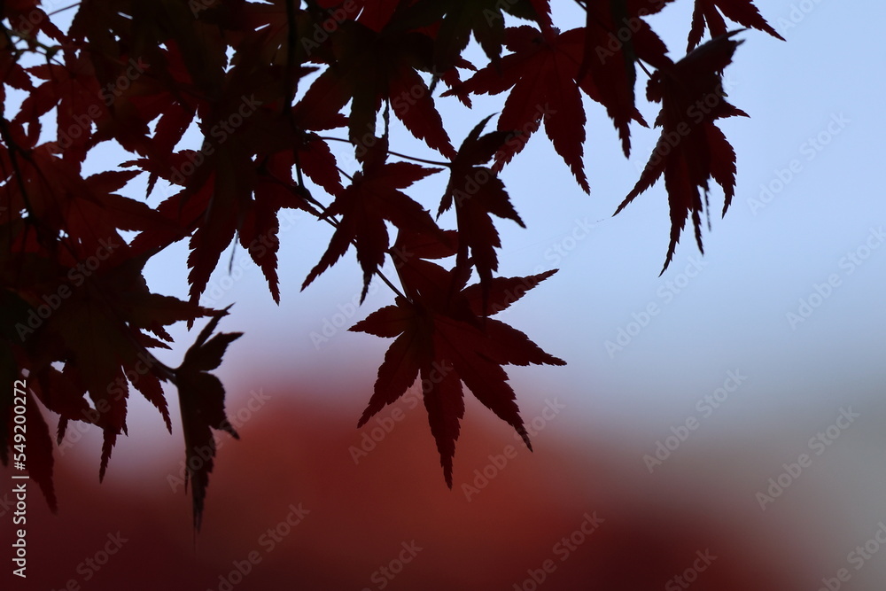 奈良公園の綺麗な紅葉