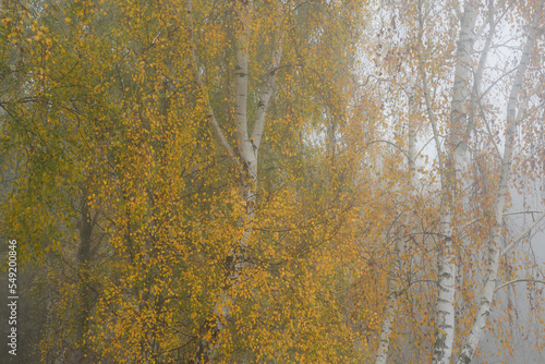 Fototapeta Naklejka Na Ścianę i Meble -  Brzozy jesienią