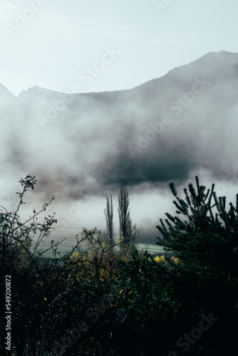 fog in the forest