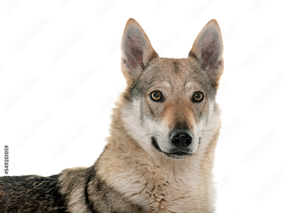  czechoslovakian wolf dog