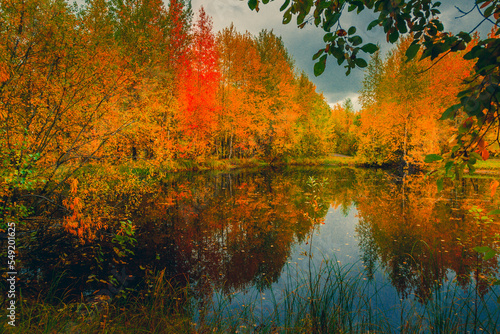 Autumn landscape near a forest lake covered with grass