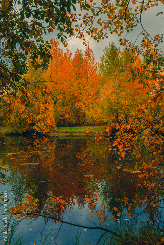Autumn landscape near a forest lake covered with grass