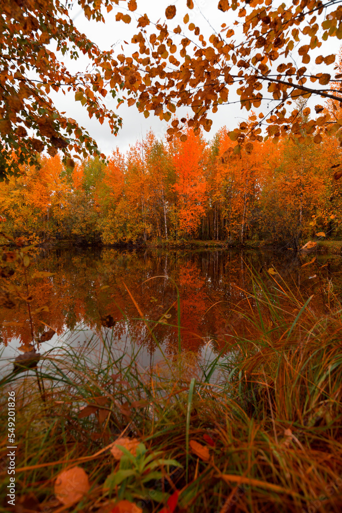 Fototapeta premium Autumn landscape near a forest lake covered with grass