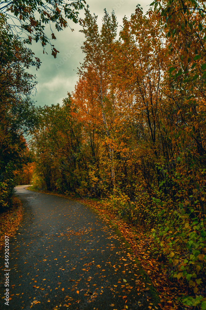 Obraz premium Asphalt road for running along the autumn forest