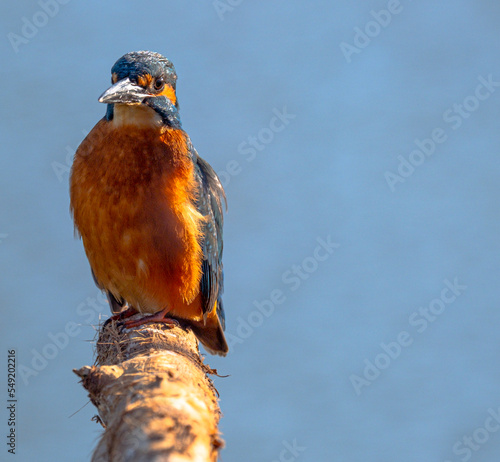 Kingfisher in the sun