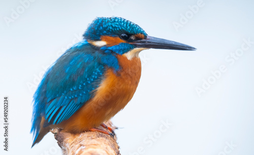 Kingfisher sitting