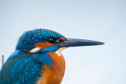 Kingfisher Head