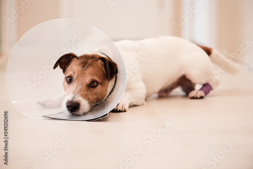 Doggy with injured paw in bandages. Dog needs vet collar cone to stop licking and gnawing wound
