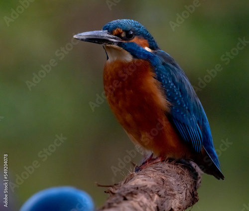 Male Kingfisher