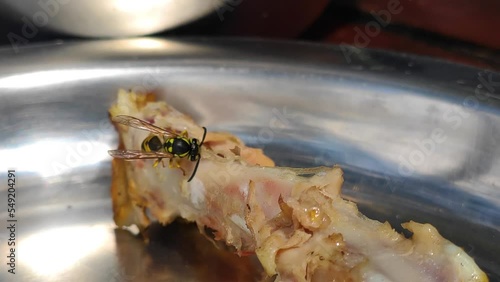 Bee is eating meat bbq on shiny metal dish plate close up macro photo