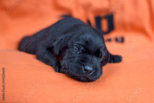 Slapen op oranje shirt. photo