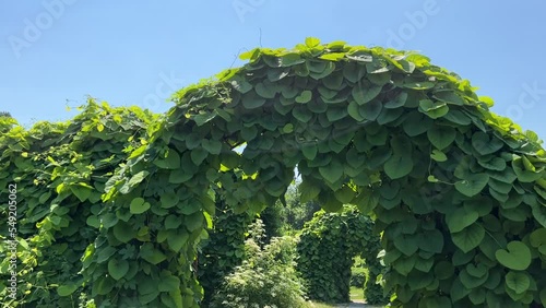 Green leaves creeper plant Aristolochia macrophylla or Dutchman’s pipe and Ribes alpinum or mountain currant in the ornamental garden. Dutchman's Pipe is a deciduous, woody, climbing vine in the Birth photo