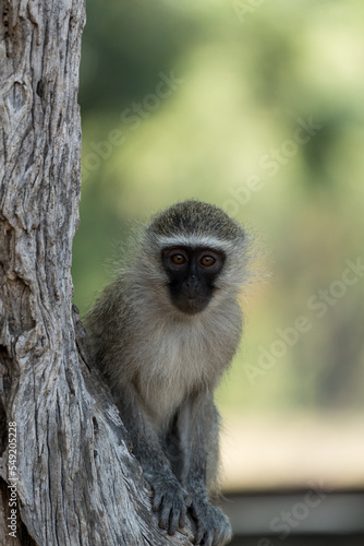 Affenbaby auf einem Baum in Afrika.