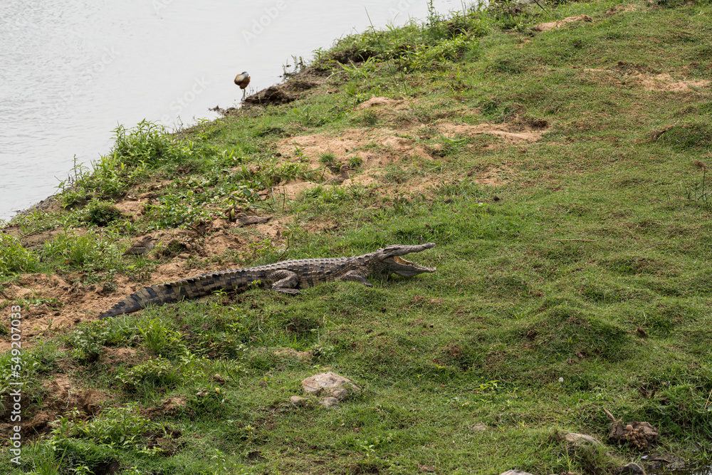 Krokodil mit offenem Maul in Afrika auf einer Wiese. Krokodil mit offenem Maul in Afrika auf einer Wiese.