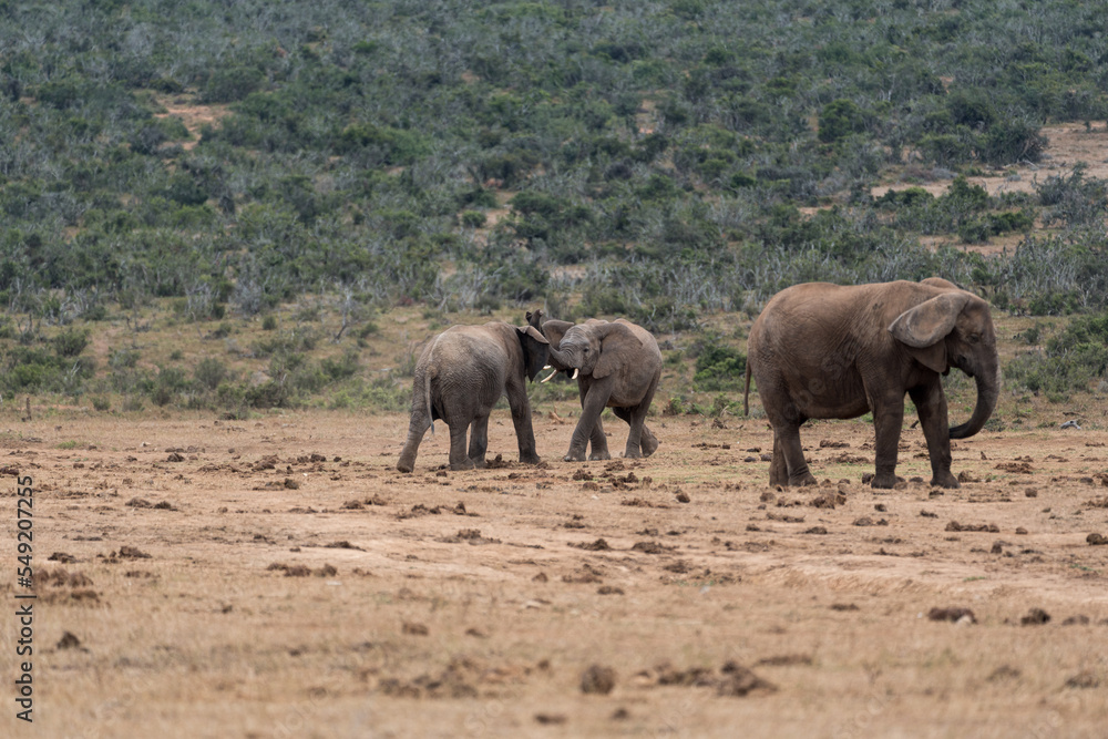 Kämpfende junge Elefanten in Afrika.