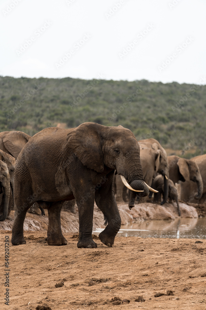Elefanten im Addo Nationalpark in Afrika. Elefanten im Addo Nationalpark in Afrika.