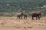 Kämpfende junge Elefanten in Afrika.
