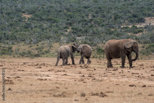 K  mpfende junge Elefanten in Afrika.